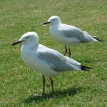 Broome23