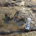 Broome44