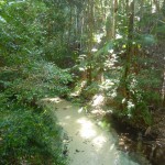 Fraser Island