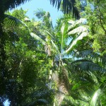 Fraser Island