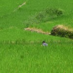 Rizières du Nord, Philippines