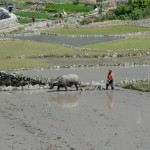 Rizières du Nord, Philippines