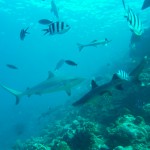 Plongées avec les requins