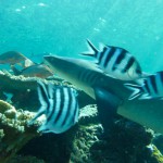 Plongées avec les requins