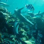 Plongées avec les requins