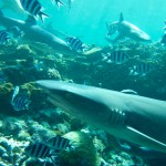 Plongées avec les requins