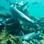 Plongées avec les requins