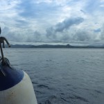 Plongées avec les requins