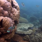 Snorkeling a Jemeluk13