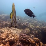 Snorkeling a Jemeluk14