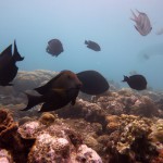 Snorkeling a Jemeluk15