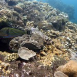 Snorkeling a Jemeluk16