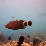 Snorkeling a Jemeluk17