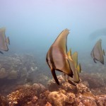 Snorkeling a Jemeluk18