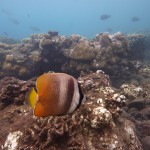 Snorkeling a Jemeluk19