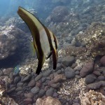 Snorkeling a Jemeluk20