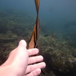 Snorkeling a Jemeluk21