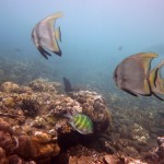 Snorkeling a Jemeluk22