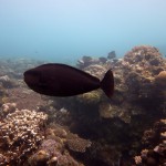 Snorkeling a Jemeluk23