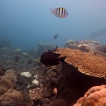 Snorkeling a Jemeluk24