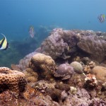 Snorkeling a Jemeluk25