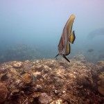 Snorkeling a Jemeluk26