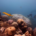Snorkeling a Jemeluk27