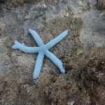 Snorkeling a Jemeluk28