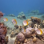 Snorkeling a Jemeluk29