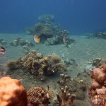 Snorkeling a Jemeluk30