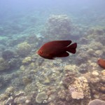 Snorkeling a Jemeluk31