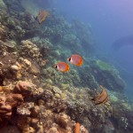 Snorkeling a Jemeluk32