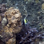 Snorkeling a Jemeluk33