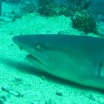 Taveuni Island, Fiji