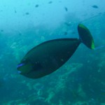 Taveuni Island, Fiji