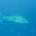 Taveuni Island, Fiji