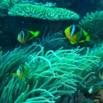 Taveuni Island, Fiji