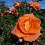 Gisborne13