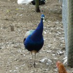 Gisborne17
