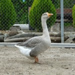 Gisborne22