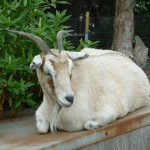 Gisborne24