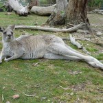 Gisborne27