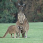 Margaret River Golf13