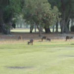 Margaret River Golf14
