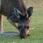 Margaret River Golf15