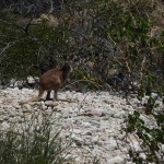 Cape Range National Park14