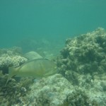 Cape Range National Park19