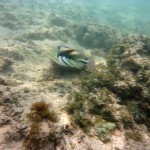 Cape Range National Park28