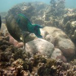 Cape Range National Park29