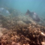 Cape Range National Park31